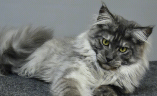 缅因猫掉毛严重吗？铲屎官来看看吧