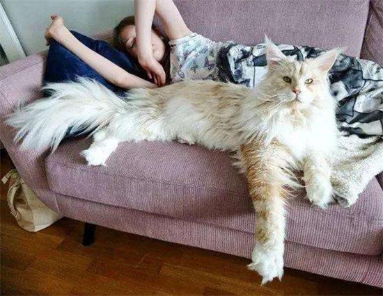 缅因猫外形特征