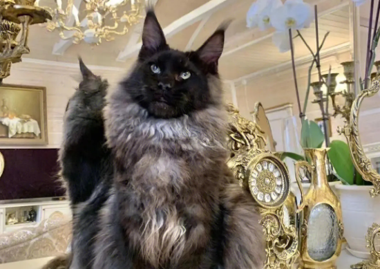 缅因猫哪种颜色最好看