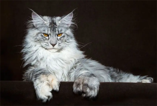 怎么挑选缅因猫？技巧大全来啦！