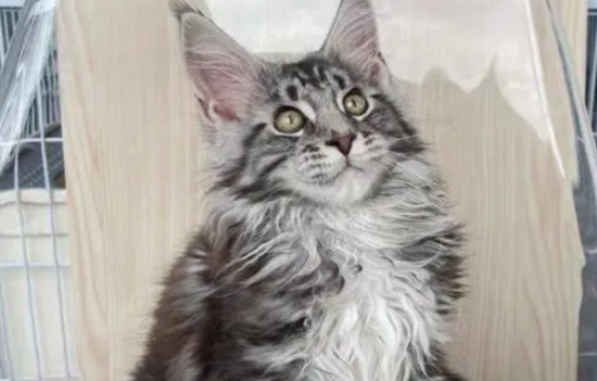 给缅因猫为什么吃有益健康？
