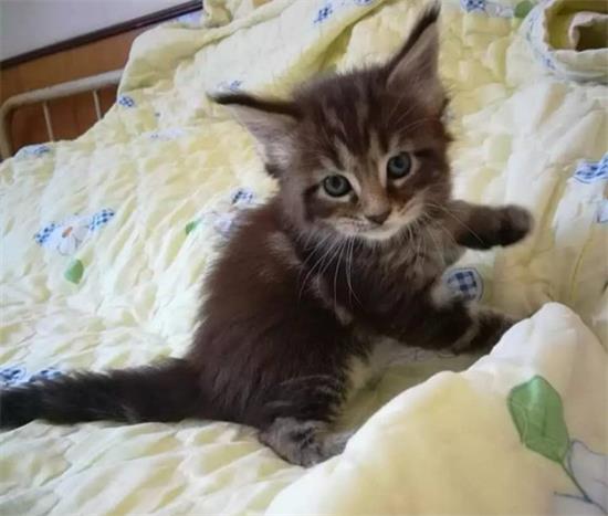缅因猫会发腮吗