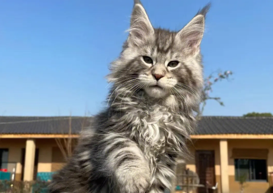 缅因猫怎么看品相？