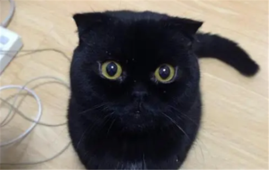 孟买黑猫和英短黑猫有啥区别