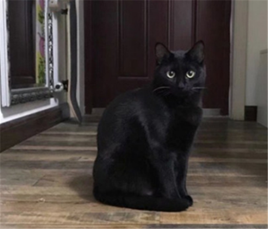 孟买猫品相怎么看？
