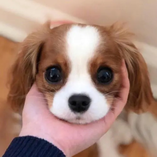 查理士王小猎犬幼犬