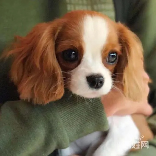 查理王小猎犬血统