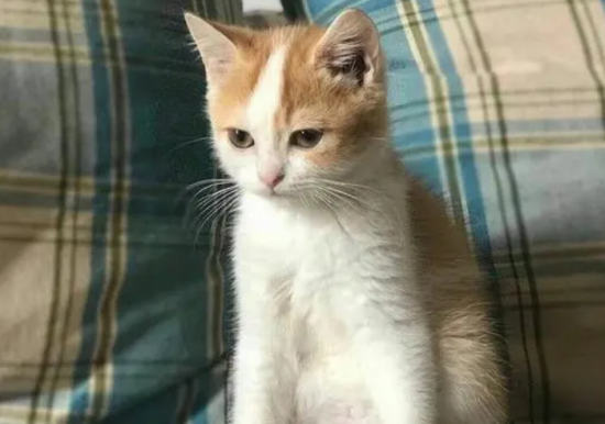 田园猫的寿命是多少年