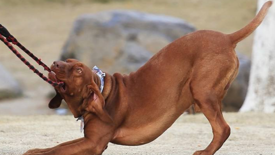 红骨猎浣熊犬喂养技巧指南