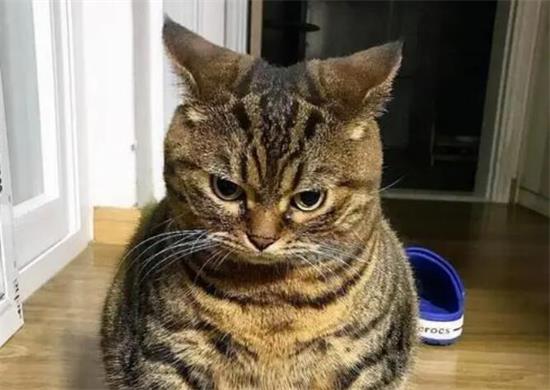 狸花猫是田园猫吗？本文可以替你解答