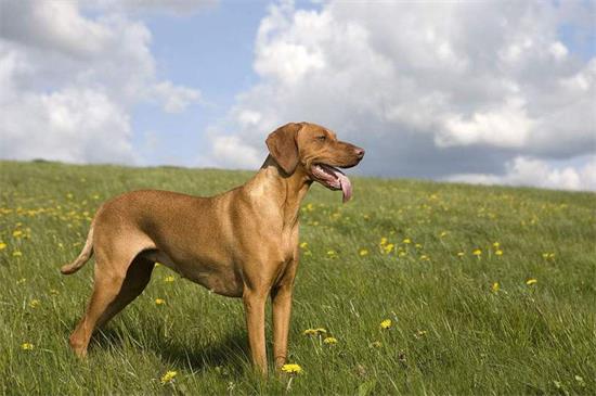 养维兹拉犬注意事项