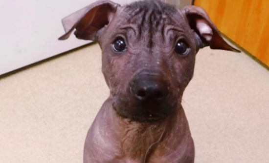 墨西哥无毛犬怎么护理？