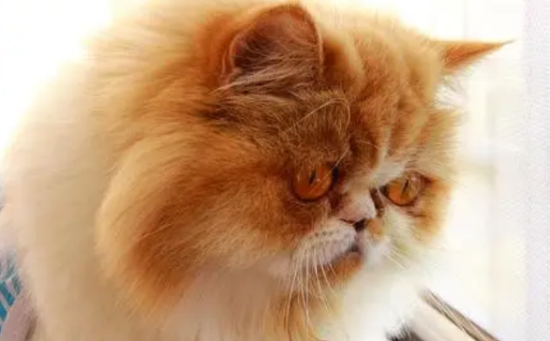 公的咖啡猫要多少钱