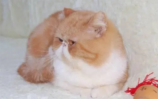 加菲猫体质比别的猫差吗