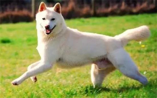 卡南犬不能吃什么