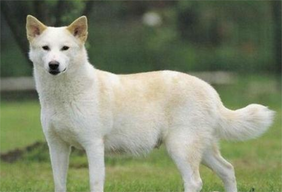 卡南犬的起源和历史