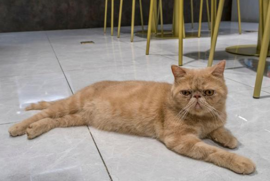 加菲猫体质好吗