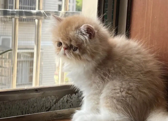 加菲猫为什么这么贵，该如何选择呢？