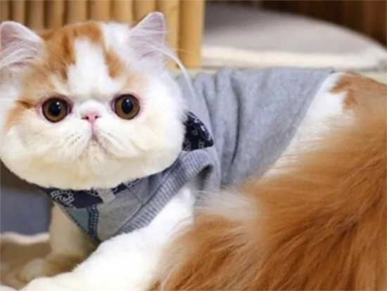 养宠小知识：加菲猫为什么晚上总叫唤？