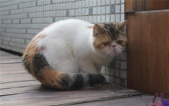 三花加菲猫值钱吗？