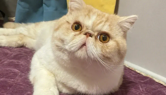 纯色加菲猫多少钱一只