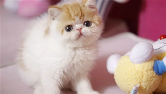 加菲猫掉线什么意思？