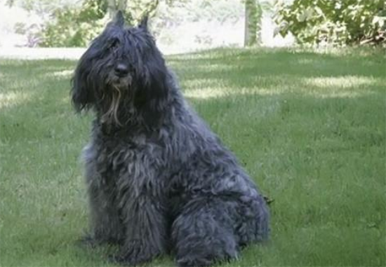 养法兰德斯畜牧犬注意事项
