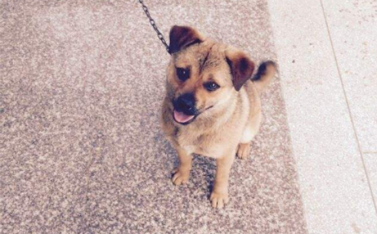 奇努克犬什么时候产仔