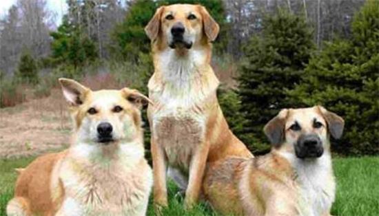 什么东西奇努克犬不能吃