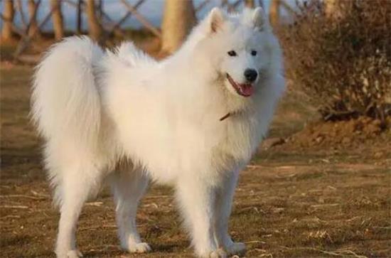 爱斯基摩犬好养吗