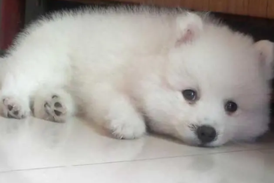 银狐犬幼犬一只最少多少元