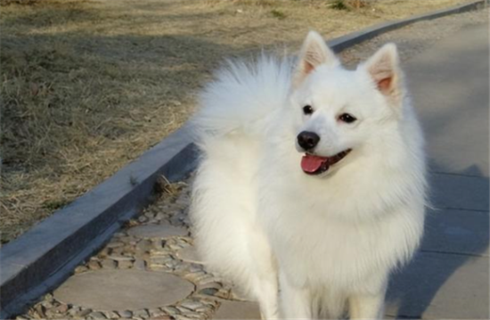 日本尖嘴犬是博美吗