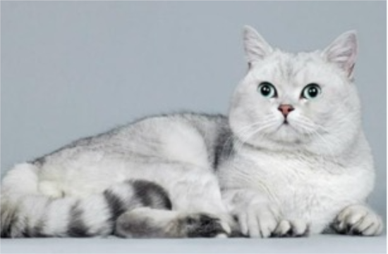 为什么英国短毛猫容易打喷嚏？英短猫天天打喷嚏是什么