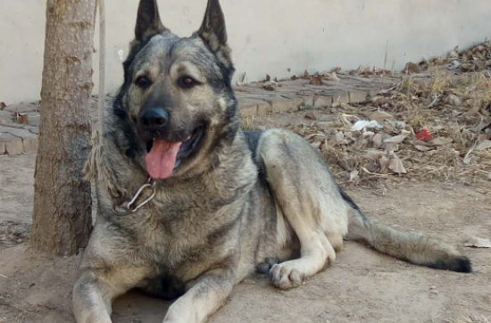 中华狼青犬价格