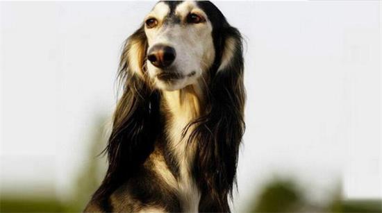 萨路基猎犬有攻击性吗