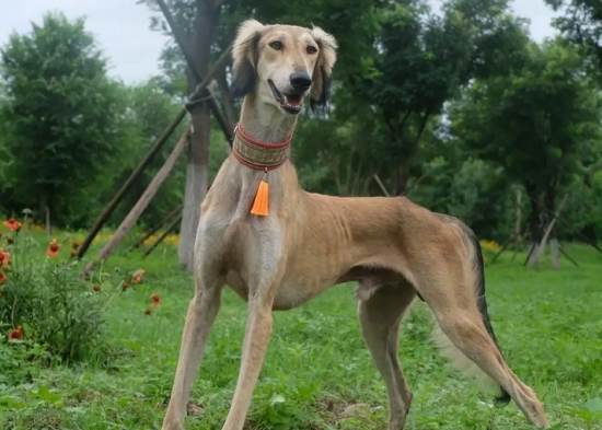 萨路基猎犬怎么养？今天来看看吧！