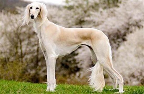 萨路基猎犬怎么驱虫？快来看看吧