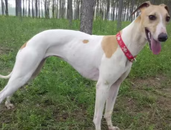 格力犬对人有攻击性吗
