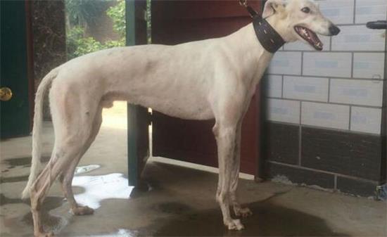 格力犬血统查询