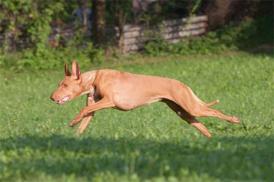 法老王猎犬喜欢什么