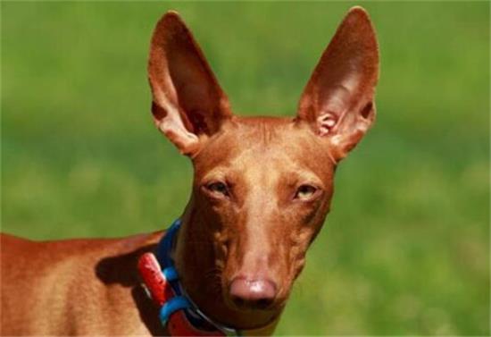 法老王猎犬多少钱一只