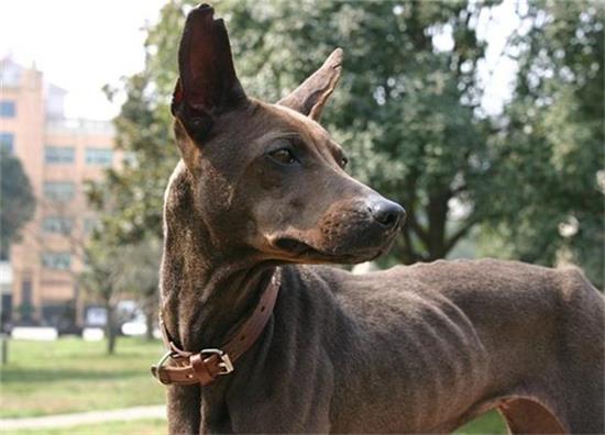 法老王猎犬的原产地在哪里