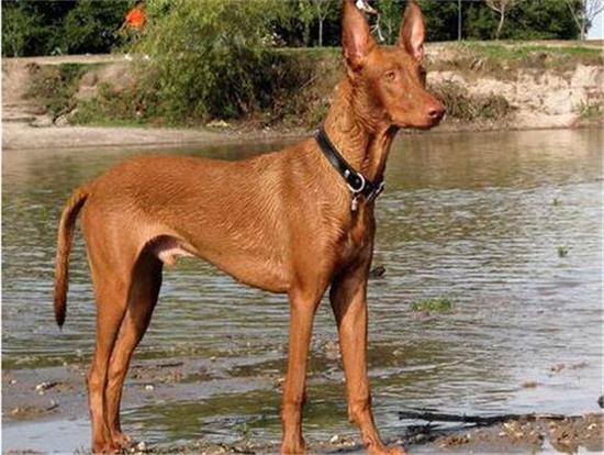 法老王猎犬的性格外貌特征