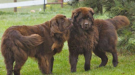 纽芬兰犬吃什么 需要提供一定的肉类食物