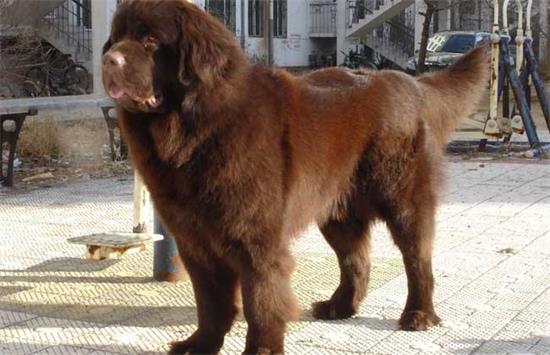 纽芬兰犬需要怎么教