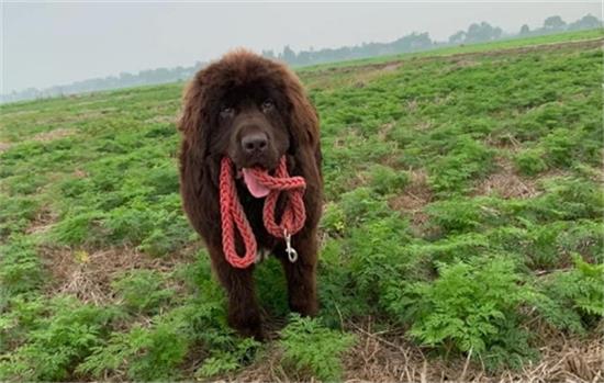 纽芬兰犬爱和其他狗打架?