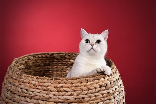 如何挑选一只英国短毛猫？有经验的铲屎官一般看这里