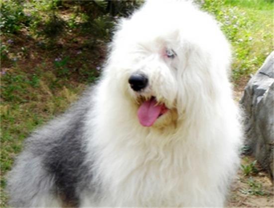 古代牧羊犬的喂食要点 适当补充一定的营养