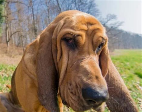 怎么判断寻血猎犬得了什么病