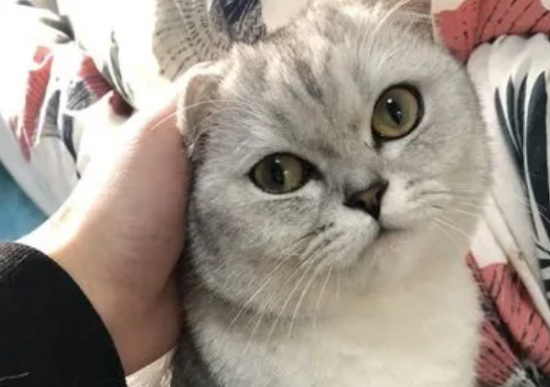 银渐层猫容易生病吗？生病原因是什么？